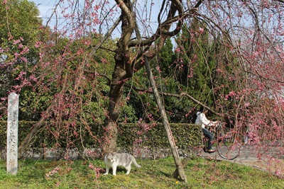 しだれ桜と、桜の幹のふもとでひなたぼっこをする猫の写真