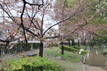 川端通りで雨に打たれても散らなかった桜の写真