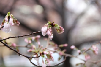 川端通りで雨に打たれても落ちることのなかった桜のつぼみの写真