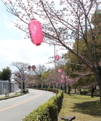 市民さくらまつりの第2会場でぼんぼりが並ぶ様子