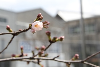 第2会場の、つぼみから芽吹き始めた桜の花の写真