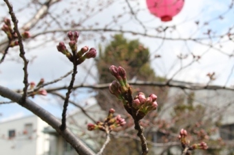 第2会場の、春の息吹を感じさせる桜のつぼみの写真