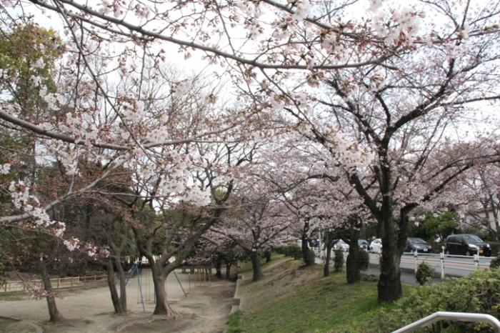 中央公園にあと少しで満開の桜が並んでいる写真