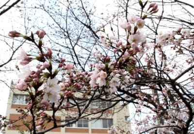 市役所前に咲く、あと少しで満開を迎える桜の花の写真