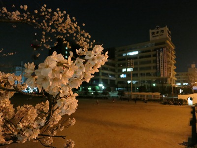 街灯に照らされる満開の夜桜と市役所の写真
