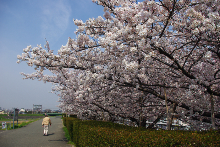 安威川堤防沿いの満開になった桜並木と、散歩する市民の方の写真