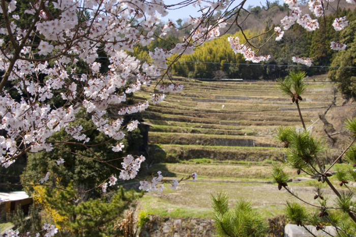 千提寺付近に咲く桜と棚田の写真