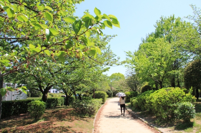 晴天の中新緑の若葉が広がる元茨木川緑地の写真