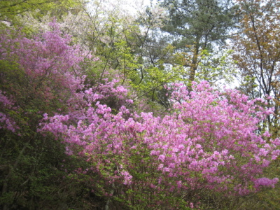 桜の苑に咲くピンク色のミツバツツジの写真