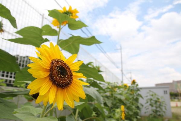 太陽の花　向日葵