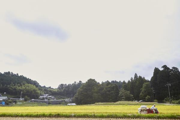 稲刈りの風景